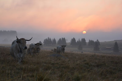 Cabinet Vétérinaire Margeride Aubrac à Saint-Chély-d'Apcher
