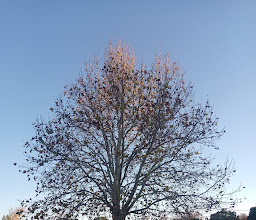King & Wilson Park photo