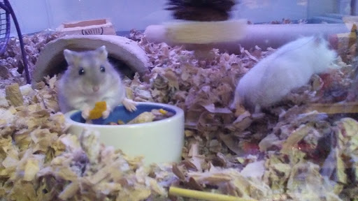 Pet Supply Store «Pet Loft», reviews and photos, 6333 SW Macadam Ave #104, Portland, OR 97239, USA