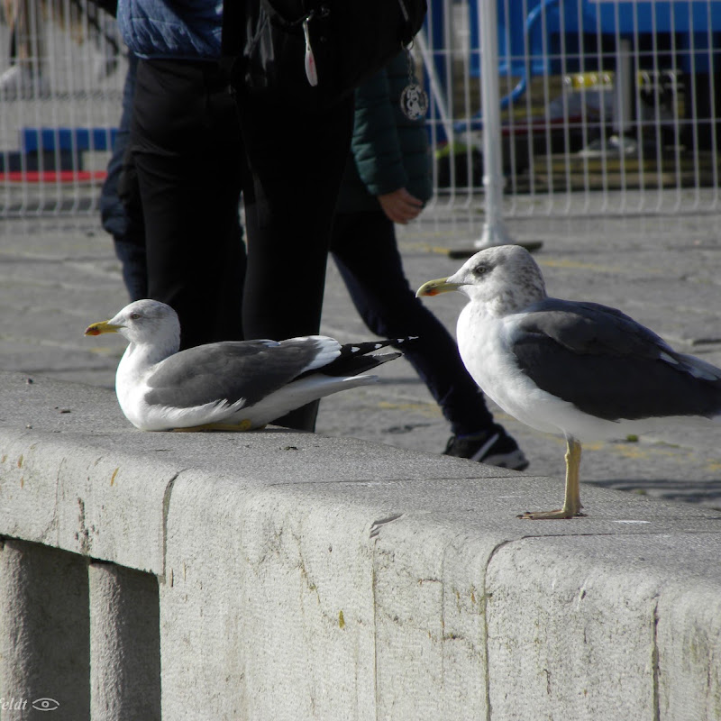 5 image