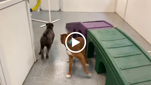 Pet Groomer «Hollywood Houndz Boutique, Spa & Hotel», reviews and photos, 4243 W Lake Mary Blvd, Lake Mary, FL 32746, USA