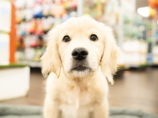 Pet Supply Store «Petland Tyler», reviews and photos, 4512 S Broadway Ave, Tyler, TX 75703, USA