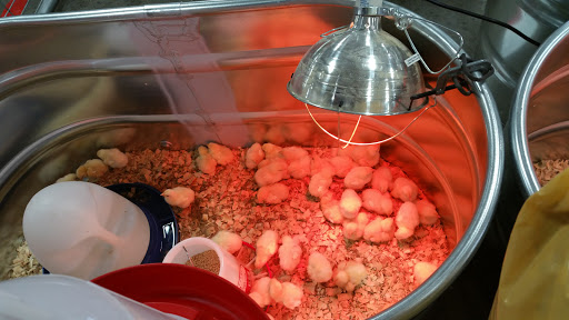 Home Improvement Store «Tractor Supply Co.», reviews and photos, 8135 Brookville Rd, Indianapolis, IN 46239, USA