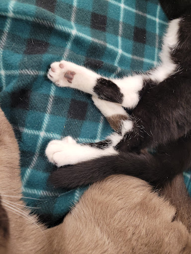 Pet Supply Store «Petco Animal Supplies», reviews and photos, 8775 SW Tualatin-Sherwood Rd, Tualatin, OR 97062, USA