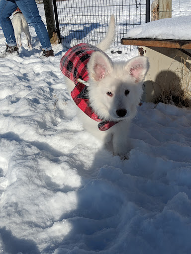 Animal Park «Dog Park At Gallatin County Regional Park (13 Acre w Pond)», reviews and photos, 3900 Baxter Ln, Bozeman, MT 59718, USA