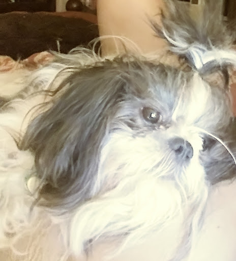 Pet Supply Store «Pet Supplies Plus», reviews and photos, 20020 Ashbrook Commons Plaza #150, Ashburn, VA 20147, USA