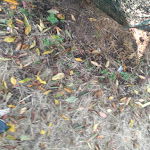 Photo n°18 de l'avis de Ercole.a fait le 23/10/2021 à 13:22 sur le  Ristorante Maneggio Val Tress à Zone