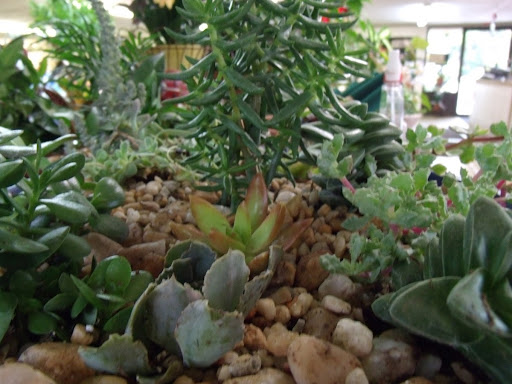 Florist «Davis Florist», reviews and photos, 4201 Locust Ln, Harrisburg, PA 17109, USA