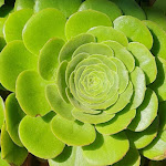 Photo n°2 de l'avis de sorelle.r fait le 15/05/2024 à 09:07 sur le  Altamarea beach à Fiumicino