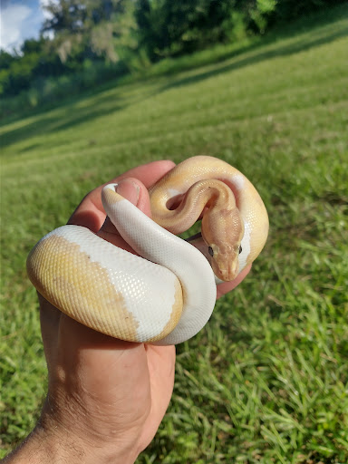 Pet Supply Store «Pet Supermarket», reviews and photos, 4316 Commercial Way, Spring Hill, FL 34606, USA