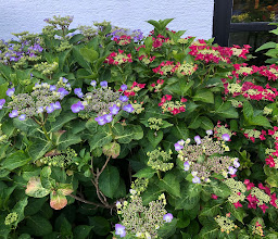 Trattoria Pizzeria Da Aurora photo