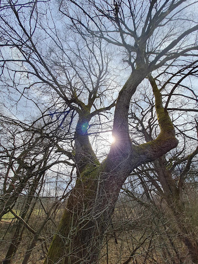 Baumpflege Walser - Baumarbeiten in München