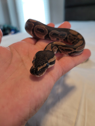 Reptile Store «Pets & Things», reviews and photos, 44825 Van Dyke, Utica, MI 48317, USA