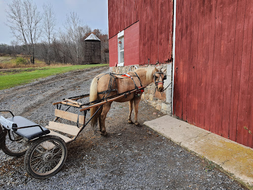 Amish cheese image 4