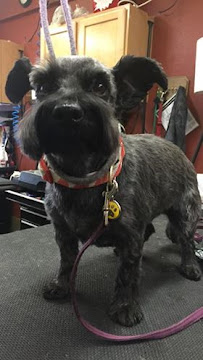 Good Sport Pet Services - Photo 6 - Car repair in , Boulder