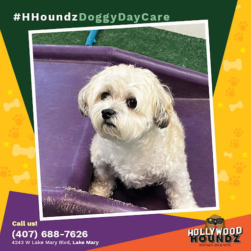 Pet Groomer «Hollywood Houndz Boutique, Spa & Hotel», reviews and photos, 4243 W Lake Mary Blvd, Lake Mary, FL 32746, USA