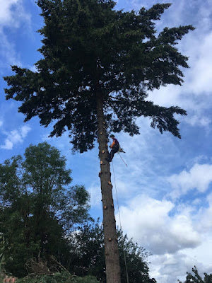 Arbo Cime Elagage : Elagage et entretien des espaces verts à Autevielle-Saint-Martin-Bideren