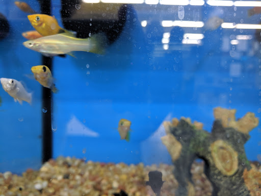 Pet Supply Store «Pet Supplies Plus», reviews and photos, 1240 Seminole Trail, Charlottesville, VA 22901, USA