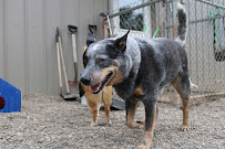 Sam & Danni's Pet Resort - Photo 4 - Car repair in Sauk Rapids, MN, St. Cloud