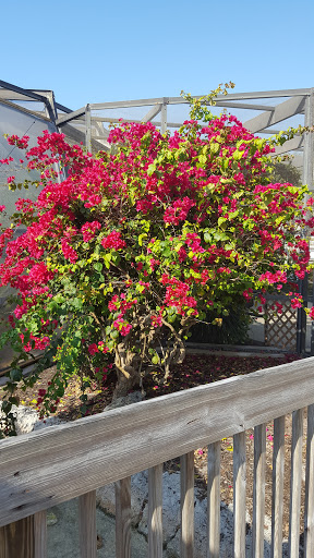 Tourist Attraction «Butterfly World», reviews and photos, 3600 W Sample Rd, Coconut Creek, FL 33073, USA