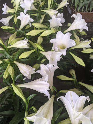 Wholesale Plant Nursery «Garden Fantasy», reviews and photos, 43250 Tyler Rd, Belleville, MI 48111, USA