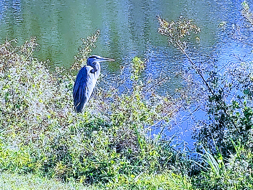 Golf Club «Oaks National Golf Club», reviews and photos, 1500 The Oaks Blvd, Kissimmee, FL 34746, USA