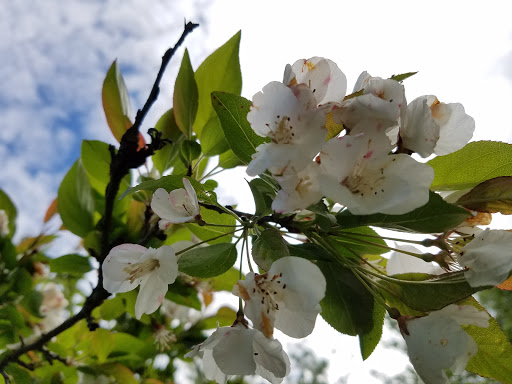 State Park «Borderland State Park», reviews and photos, 259 Massapoag Ave, North Easton, MA 02356, USA