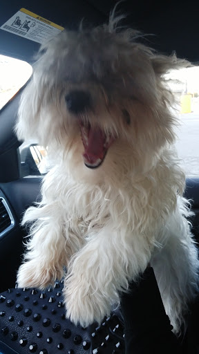 Pet Supply Store «Petco Animal Supplies», reviews and photos, G3559 Miller Rd, Flint, MI 48507, USA