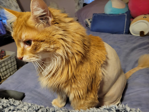 Mohawk Valley Cat Care