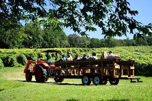 Winery «Cartecay Vineyards», reviews and photos, 5704 Clear Creek Rd, Ellijay, GA 30536, USA