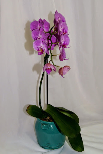 Florist «Floral Expressions», reviews and photos, 490 Buckland Rd, South Windsor, CT 06074, USA