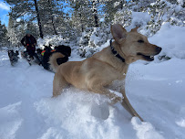 Bend Pet Adventures - Photo 8 - Car repair in , Bend