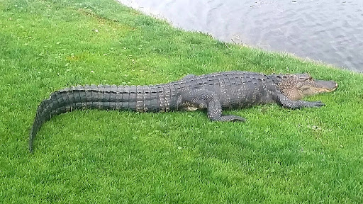 Private Golf Course «Sea Island Golf Course», reviews and photos, 100 Retreat Avenue, Saint Simons Island, GA 31522, USA