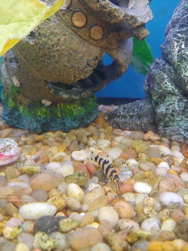 Pet Supply Store «Pet Supplies Plus», reviews and photos, 14839 Detroit Ave, Lakewood, OH 44107, USA