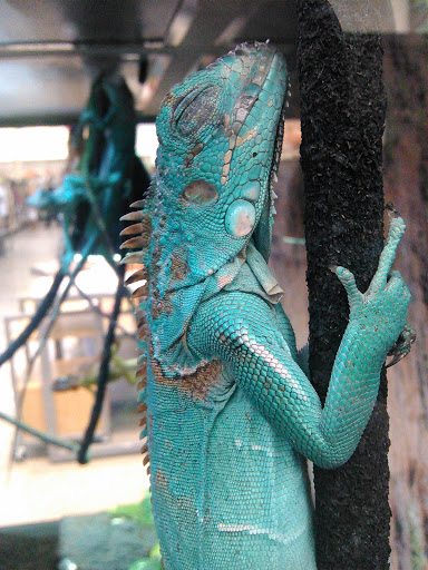 Pet Supply Store «Petco Animal Supplies», reviews and photos, 3495 Sports Arena Blvd, San Diego, CA 92110, USA