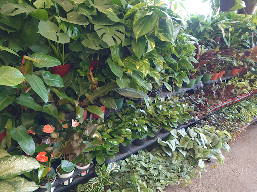 Florist «Austin Flower Co», reviews and photos, 1612 W 35th St, Austin, TX 78703, USA