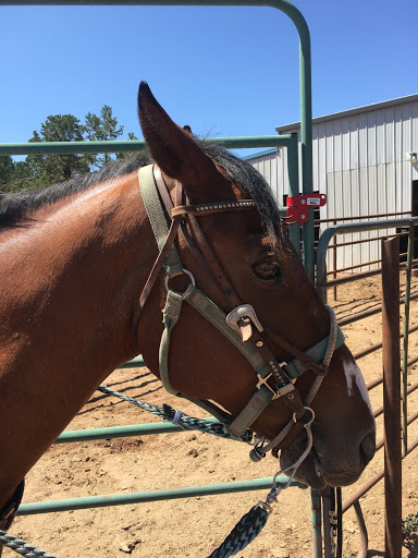 Horse rental service Albuquerque