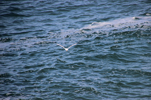 Recreation Center «Sand Master Park - Sandboarding», reviews and photos, 5351 US-101, Florence, OR 97439, USA