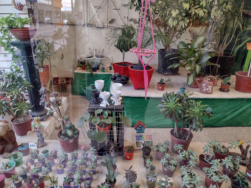 Higa Plantas