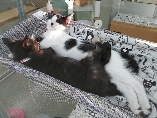 Pet Supply Store «Petco Animal Supplies», reviews and photos, 2358 S Range Ave, Denham Springs, LA 70726, USA