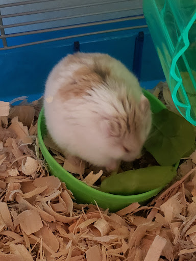 Pet Supply Store «Petco Animal Supplies», reviews and photos, 1450 Twixt Town Rd, Marion, IA 52302, USA