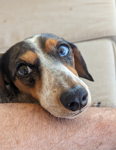 Urgent Petcare image