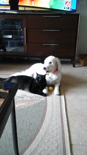 Pet Supply Store «PetSmart», reviews and photos, 4550 W Lake Mary Blvd, Lake Mary, FL 32746, USA