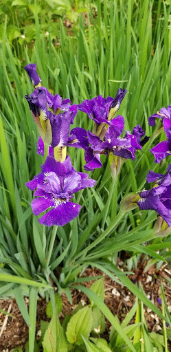 History Museum «Bush House Museum», reviews and photos, 600 Mission St SE, Salem, OR 97302, USA