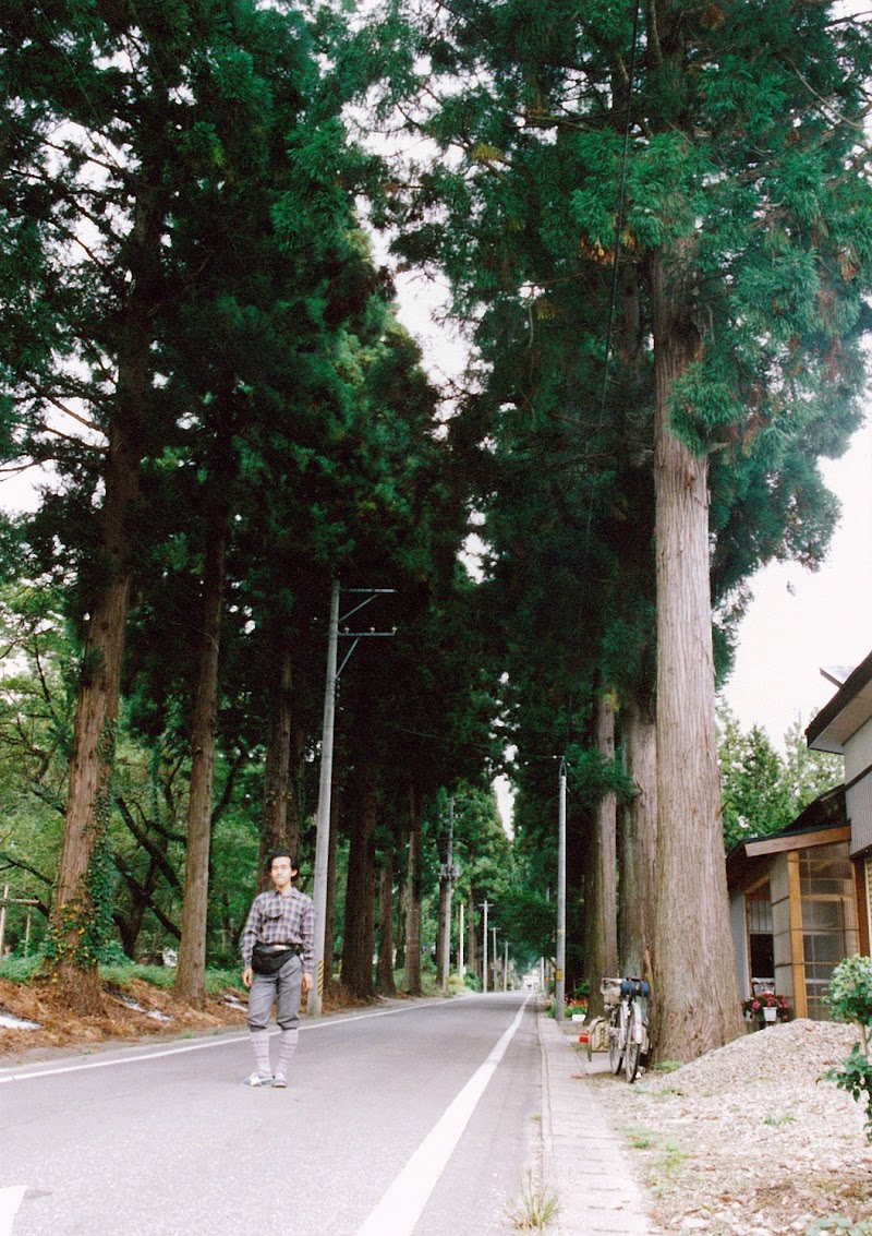 一丈木の松・杉並木（新日本街路樹百景）