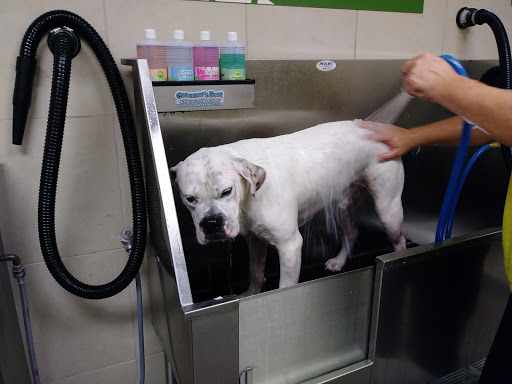 Pet Supply Store «Pet Supplies Plus», reviews and photos, 7467 St Andrews Rd, Irmo, SC 29063, USA