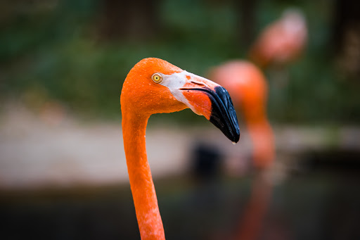 Zoo «Frank Buck Zoo», reviews and photos, 1000 W California St, Gainesville, TX 76240, USA