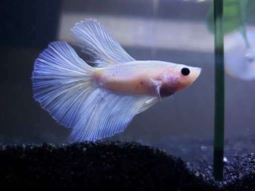 Pet Store «Exotic Fish», reviews and photos, 406 Northside Dr # F, Valdosta, GA 31602, USA