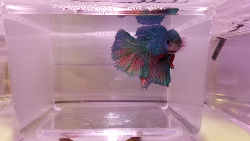 Pet Supply Store «Arcata Pet», reviews and photos, 600 F St #6, Arcata, CA 95521, USA