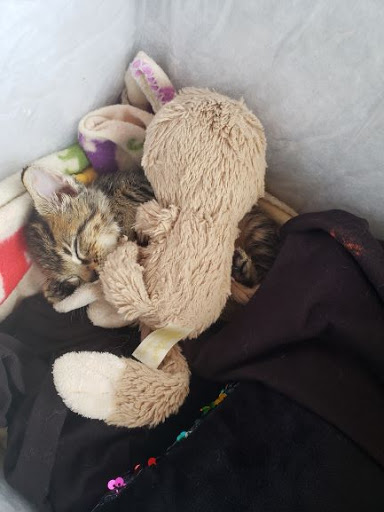 Pet Supply Store «PetSmart», reviews and photos, 1391 S Commons Dr, Myrtle Beach, SC 29588, USA